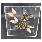 Taxidermied Butterfly Display