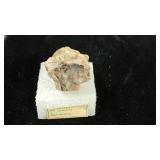 Bioclastic Limestone