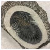 Trilobite Thysanopeltis Devonian 370 MYO