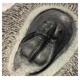 Trilobite Harper's peradiatus Devonian