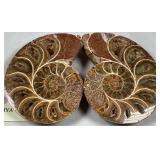 Cleoniceras Ammonite Pair Polished Fossil