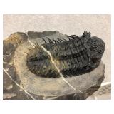 Trilobite Drops armature Devonian 370 MYO