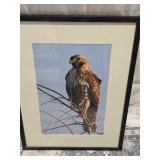 Framed Hawk Photo
