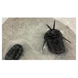 trilobite Cyphaspis & Preotus Devonian 370 MYA