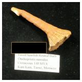 Sawfish Rostral Barb Cretaceous 140 MYA Morocco