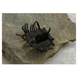 Trilobite Koneprusia