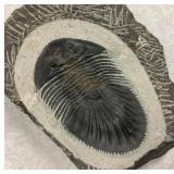Trilobite Thysanopeltis Devonian 370 MYO