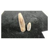 Belemnite Fossils