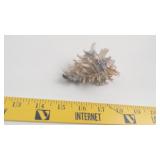 Natural Spined Murex Seashell