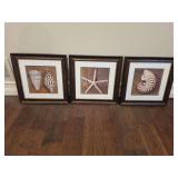 Framed Seashell Wall Art
