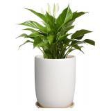 Plant Pot 8 Inch - Ceramic Planter for I