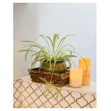 Admired By Nature Abn5e022-br Stained Brown Washed