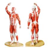EVOTECH Human Muscle Model-20' Miniature Muscular