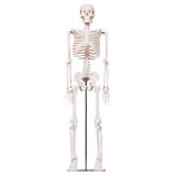 breesky Scientific Human Skeleton Model for Anatom
