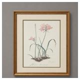 FRAMED THALIA LINCOLN 'NERINE BOWDENII' PRINT