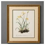 FRAMED THALIA LINCOLN 'CYRTANTHUS MACHENII' PRINT