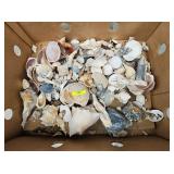LOT OF ASST. SEASHELLS