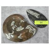 ORTHOCERAS & AMMONITE POLISHED FOSSILS