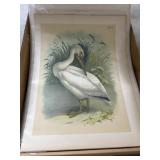 Bird Illustration Prints