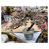 Jade Tree With Ceramic Pot