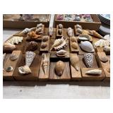 Shell Display on Wooden Board