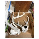 Two Deer Skull European Mounts With Antlers