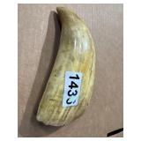 8-Inch Animal Tooth Specimen