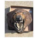 Taxidermy Bear Head Mount