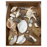 Seashells and Marine Items