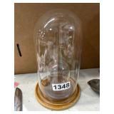 Glass Dome With Wooden Base Display