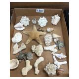 Seashells, Coral, and Starfish Set