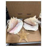 Two Conch Shells and Starfish Decor