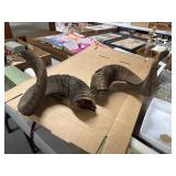 12-Inch Ram Horns