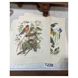 Bird and Landscape Prints