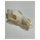 Cleaned Animal Skull with Teeth Intact