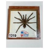 Framed Tarantula Specimen Display
