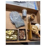 Fossils, Shells, and Artifacts