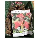 35+ Red Canna Bulbs