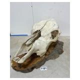 Animal Skull on Wooden Base