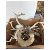 Animal Skulls and Antlers