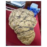 Unopened Large Fossilized Rock from Indiana Format