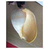 8-Inch Natural Shell with Yellow Interior