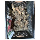 Basket of Canna Bulbs for Spring Planting