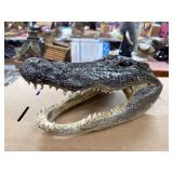 Preserved 16-Inch Alligator Head Display