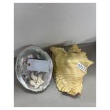 Shells and Coral Pieces