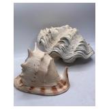 Large Sea Shells