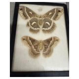 Framed Display of Two Preserved Moths