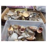 Seashells