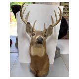 Mounted Deer Taxidermy with Antlers