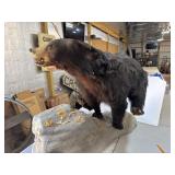 Large Bear Mount Taxidermy Display